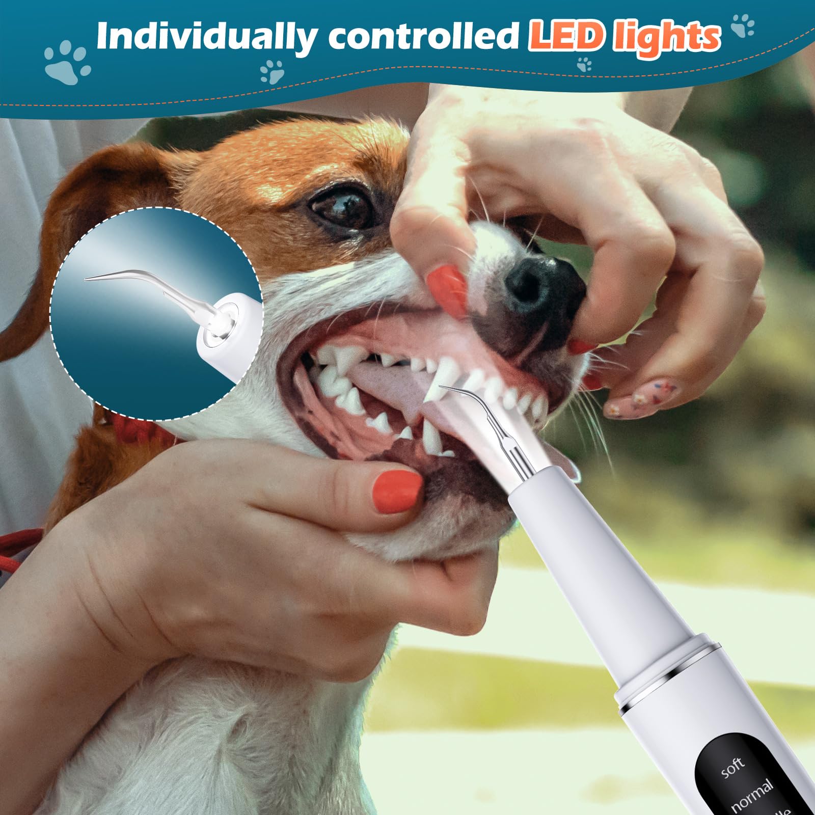 Kit 5 Raschietti Dentali In Acciaio Inox Per Rimozione Tartaro - Uso Veterinario