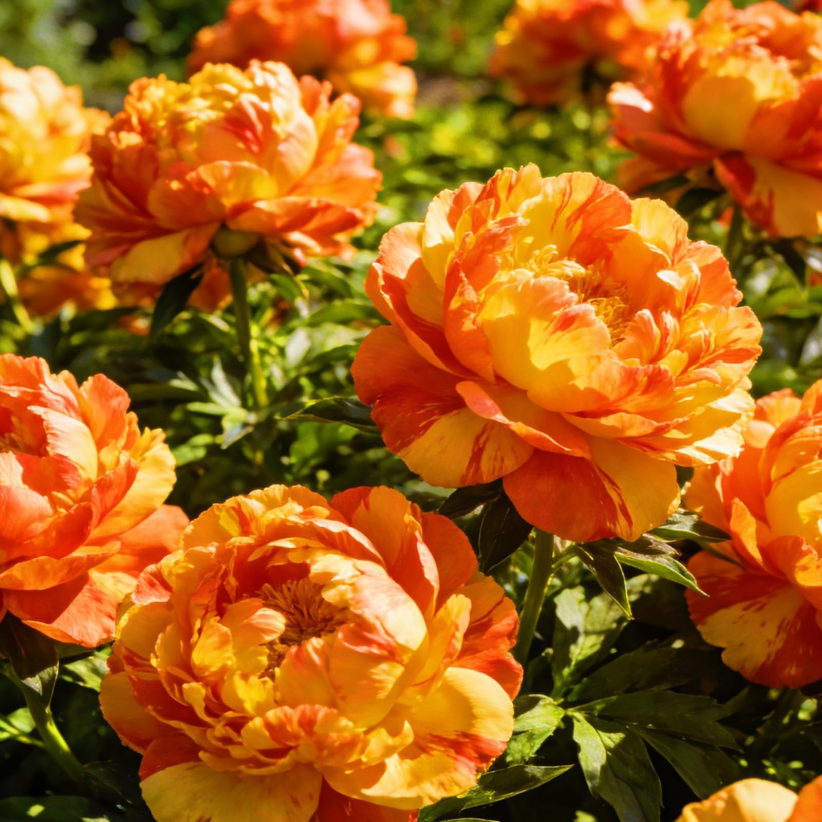 Hardy Giant Peony Flower Bulbs, Perennial Easy Grow for Garden Displays-1 Bulbs-Color-G