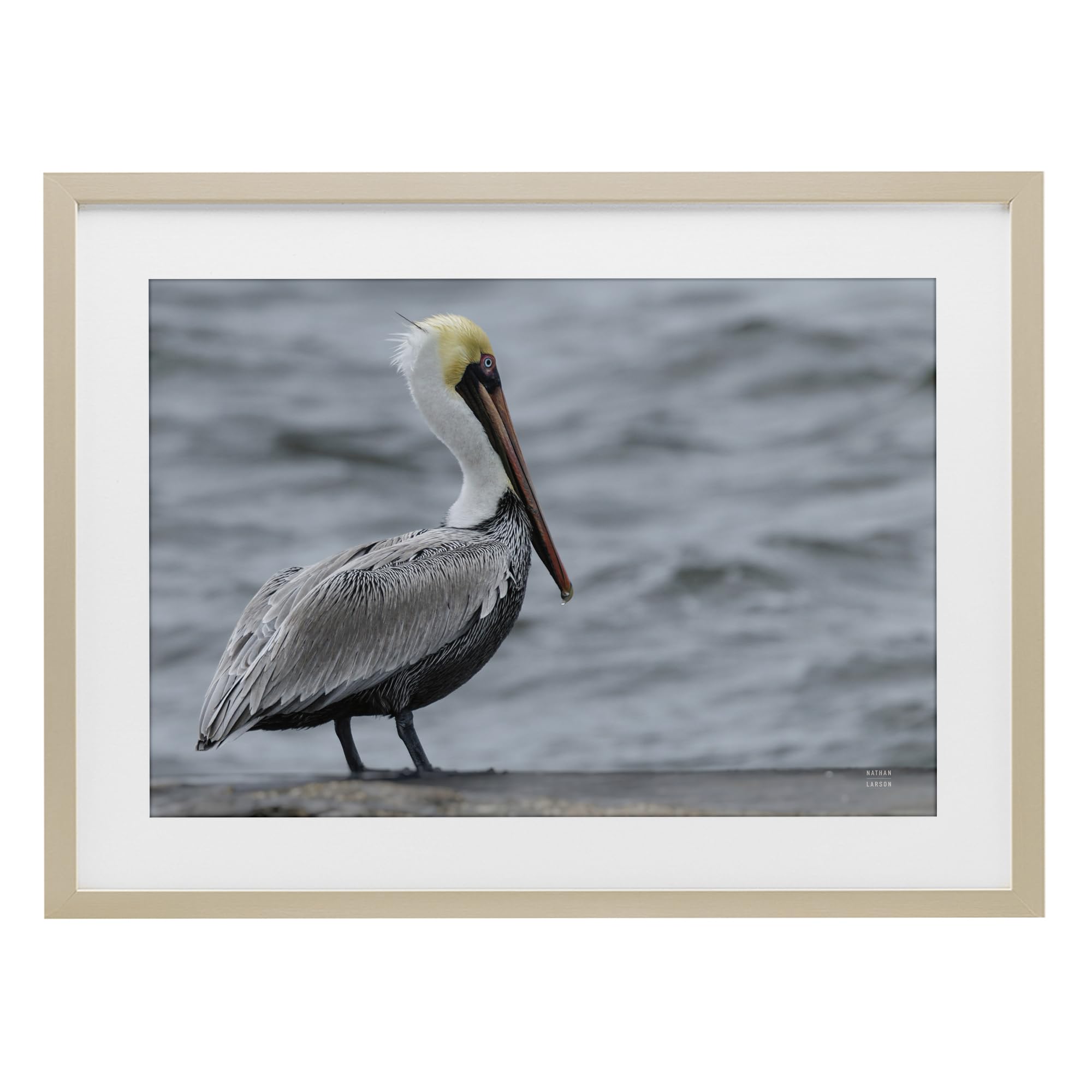 Stupell Industries 'Pelican Watch Photography', Framed Print Under Glass, Brown, 20 x 14