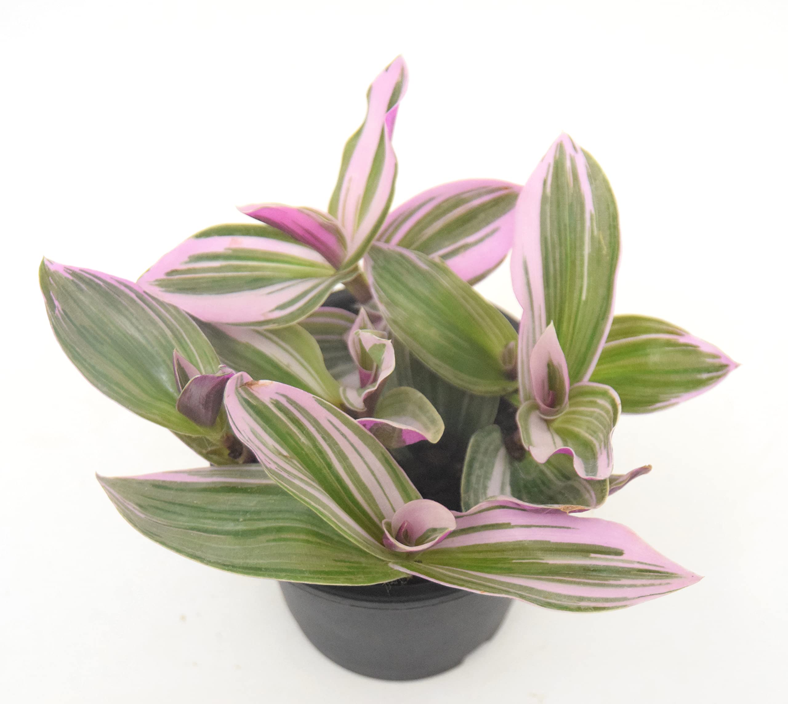 Vh Veryhom Pink Wandering Jew Live Plant Rare Tradescantia Nanouk Lilac By Veryhom