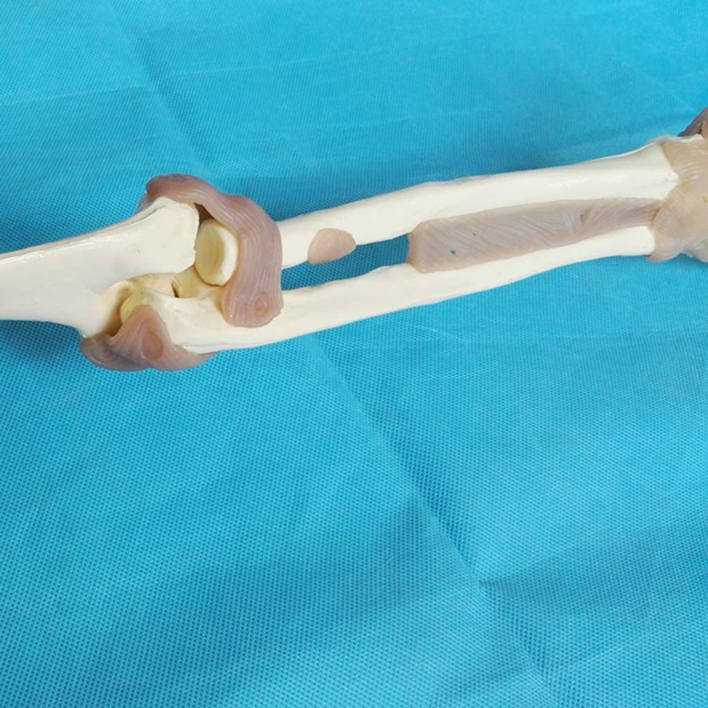 Modèle d'enseignement, modèles scientifiques de l'anatomie humaine - 1: 1 - Modèle fonctionnel d'articulation du membre supérieur - Modèle fonctionnel du ligament du squelette - Pour l'éducation médic