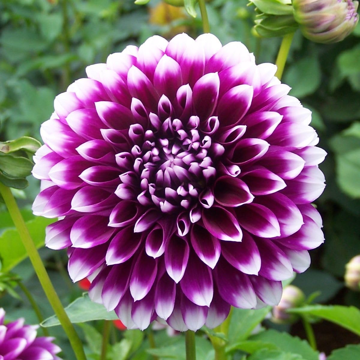 Votaniki Decorative Dahlia Edinburgh - Long Lasting Blooms, Perennial Dahlia 'Edinburgh' Tubers for Planting | Summer Flower, Dahlia Tubers - Easy to