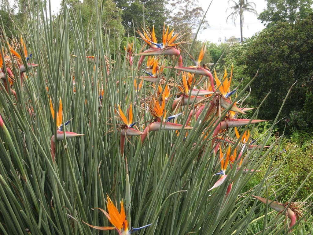 Strelitzia juncea|leafless Bird of Paradise|Plug Plant