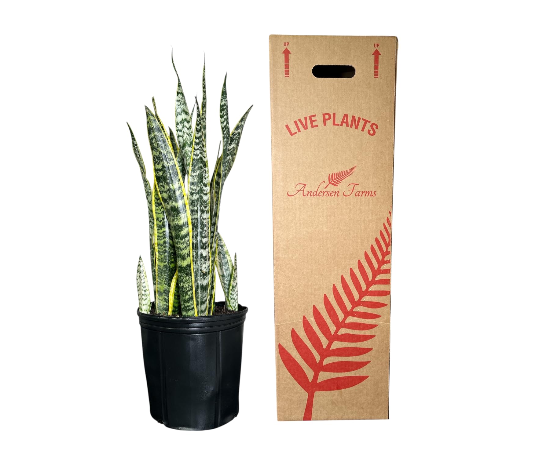 Andersen Farms Sansevieria Laurentii