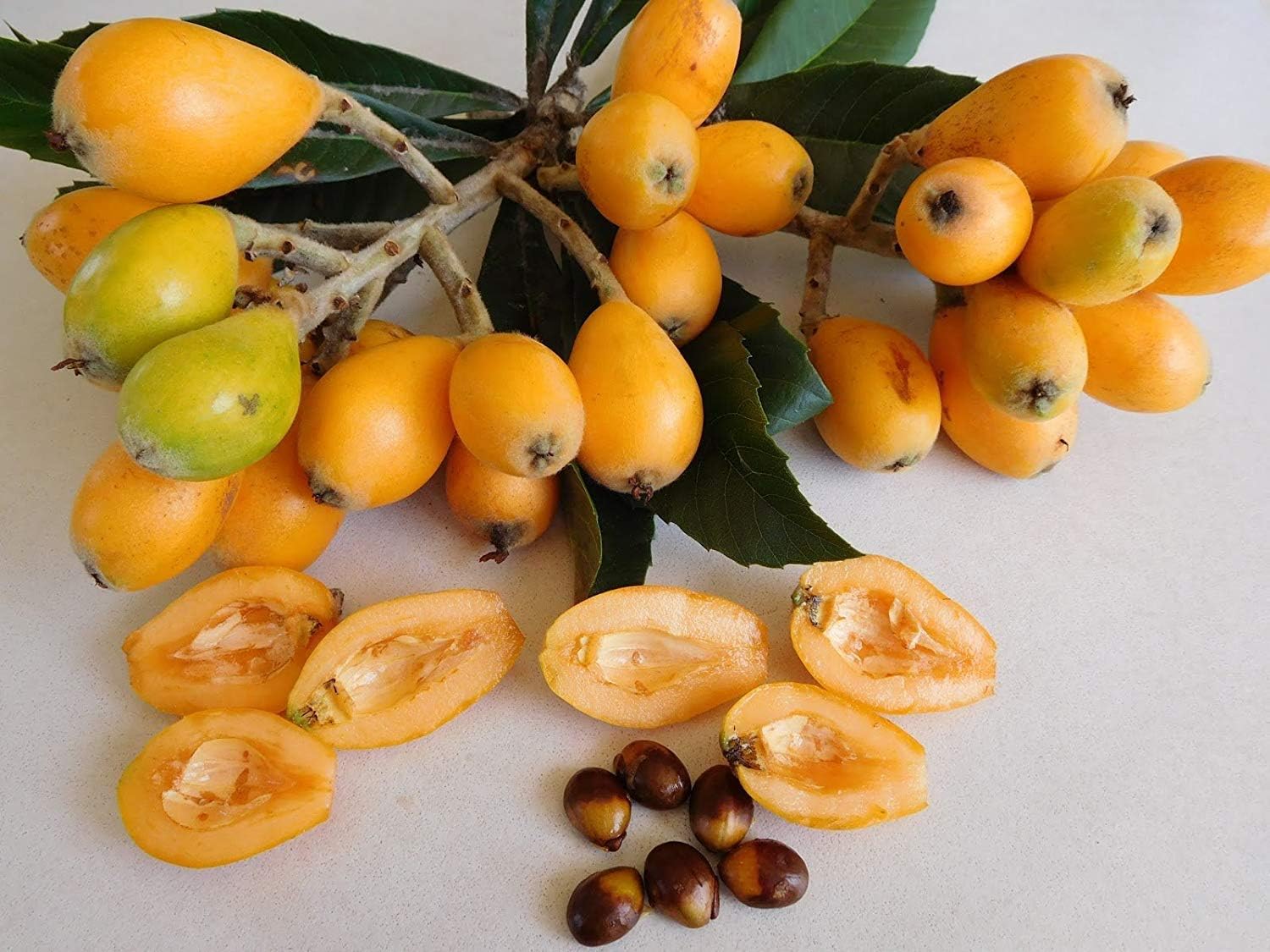 Rare Loquat Fruit Tropical Exotic Seedling Live Plant