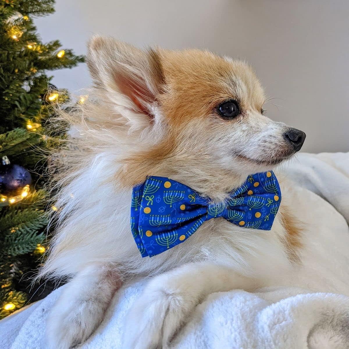 Huxley & Kent Pet Bow Tie for Dogs & Cats - Adjustable Hook & Loop Collar Accessory - Cute & Comfortable for Holidays & Celebrations - Hanukkah, Extra-Large image 5