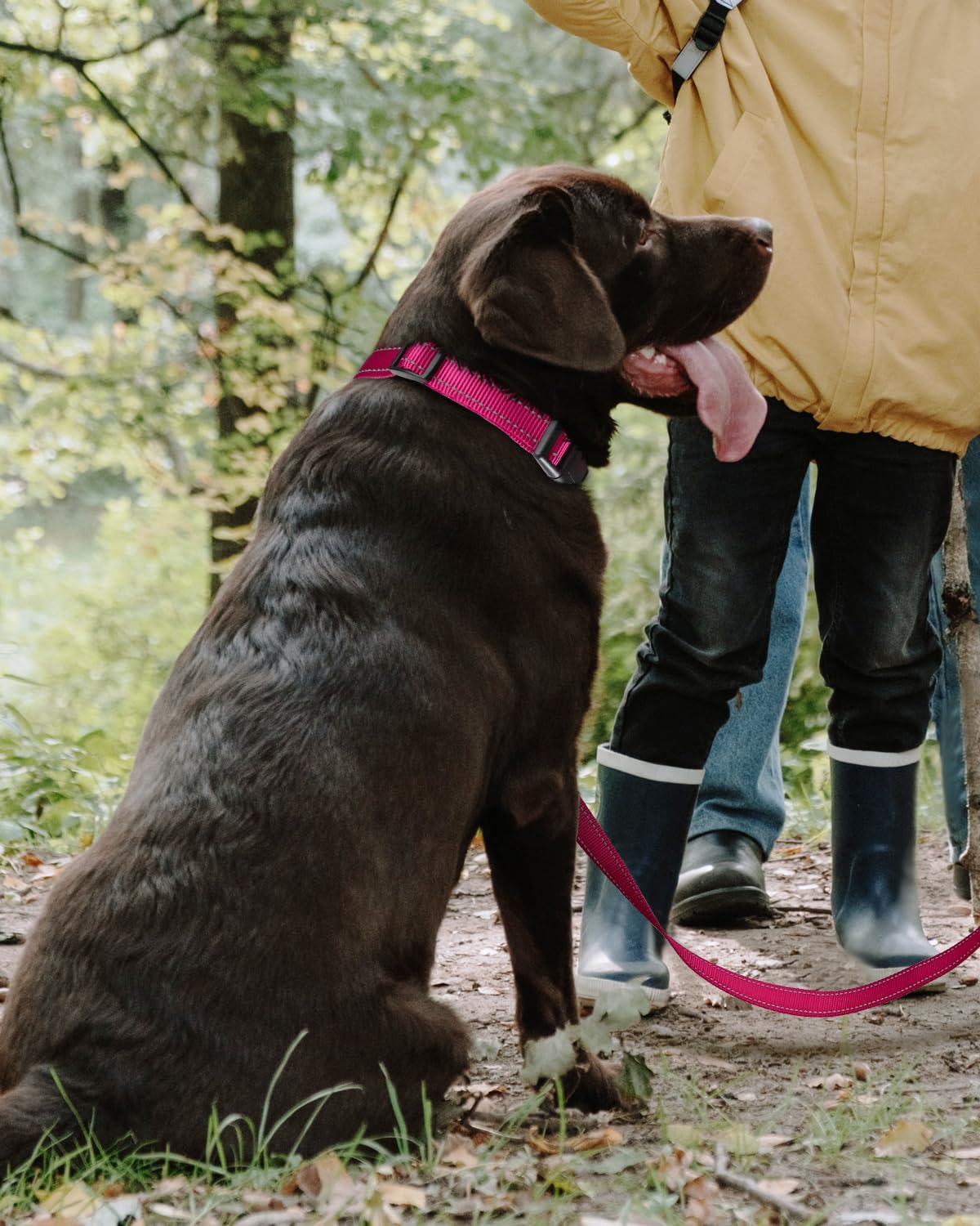 TagME Collare per Cani in Nylon Riflettente, Fibbia Staccabile Durevole, Collari Di Sicurezza Regolabili per Cani Di Taglia Grande, Rosa Caldo, Larghezza 2.5 cm