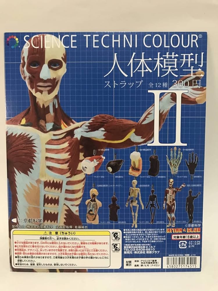 Amazon | サイエンステクニカラー 人体模型ストラップ キタン