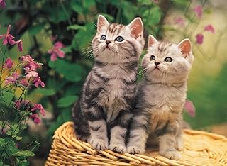 بازل القطط الصغيرة 500 قطعة، من توماكس