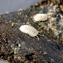 Glacier Isopods 10 Count | Live Isopods for Bioactive Terrariums, Vivariums, Reptile Enclosures, and Cleanup Crew Starter Cultures | Live Arrival Nationwide!