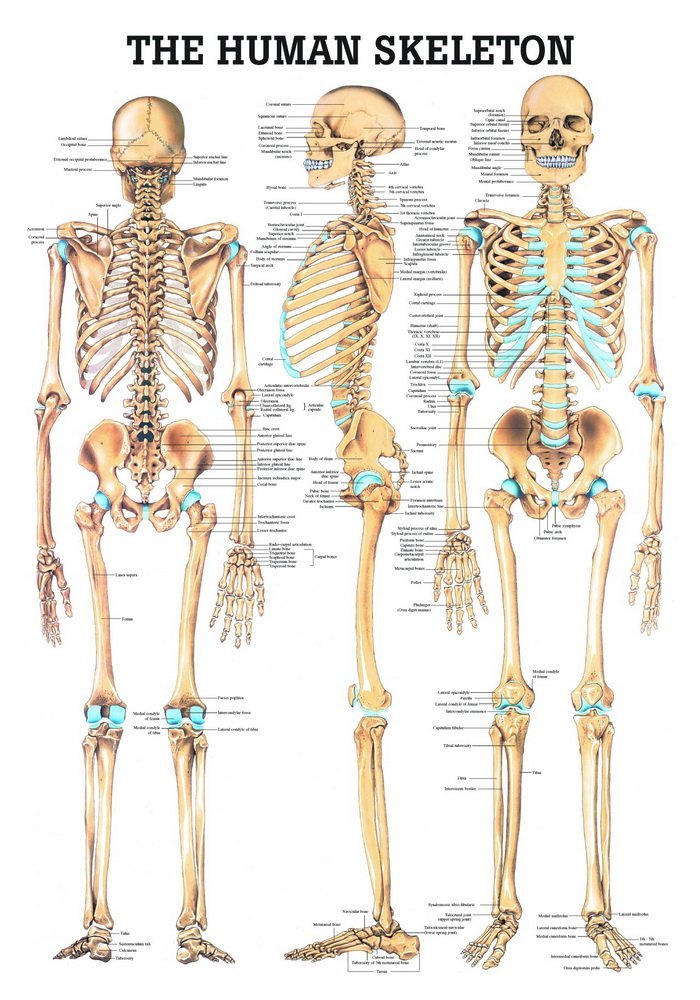 Ruediger Anatomie MIPOCH03 The Human Skeleton Board, 24 x 34 cm