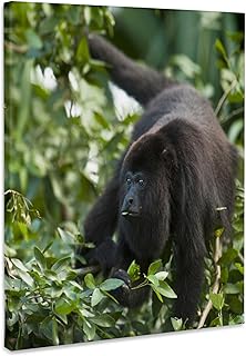 3dRose, Black Howler Monkey, Community Baboon Center, Belize - SA02 POX0021 - Pete Oxford, Museum Grade Canvas Wrap 16x20