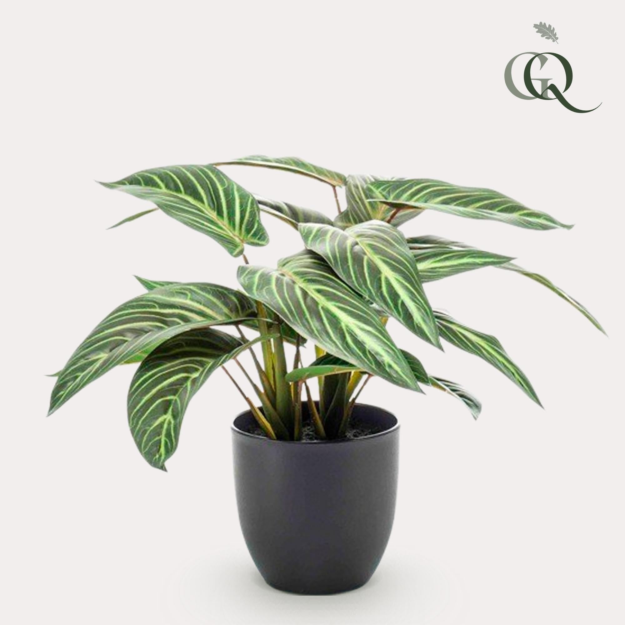 Amazon.de: Thirsty Leaves Calathea Zebrina 38cm Hoch | Kunstpflanze Calathea  Pflanze in Topfgre 15 | Verschiedene Knstliche Pflanzen Erhltlich