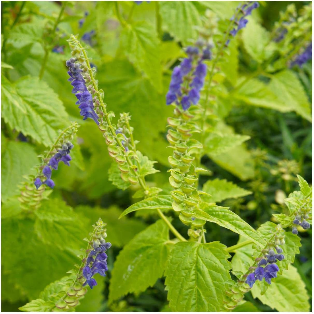 Everwilde Farms - 1 Oz Mad-Dog Skullcap Native Wildflower Seeds - Gold Vault