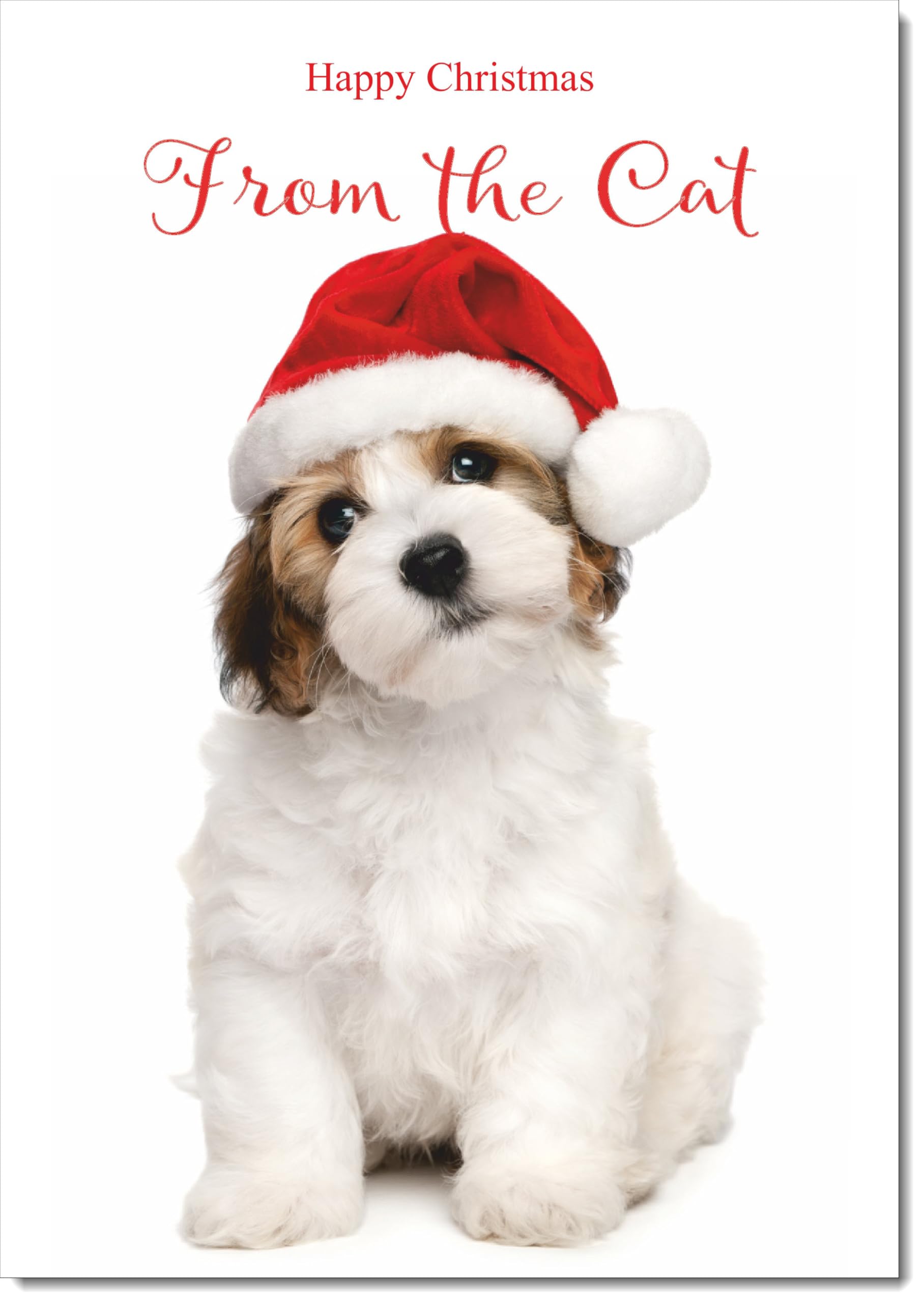doodlecards From The Cat Christmas Card Dog and Santa Hat Large A4 Size Christmas Card for From The Cat with Plain Envelope
