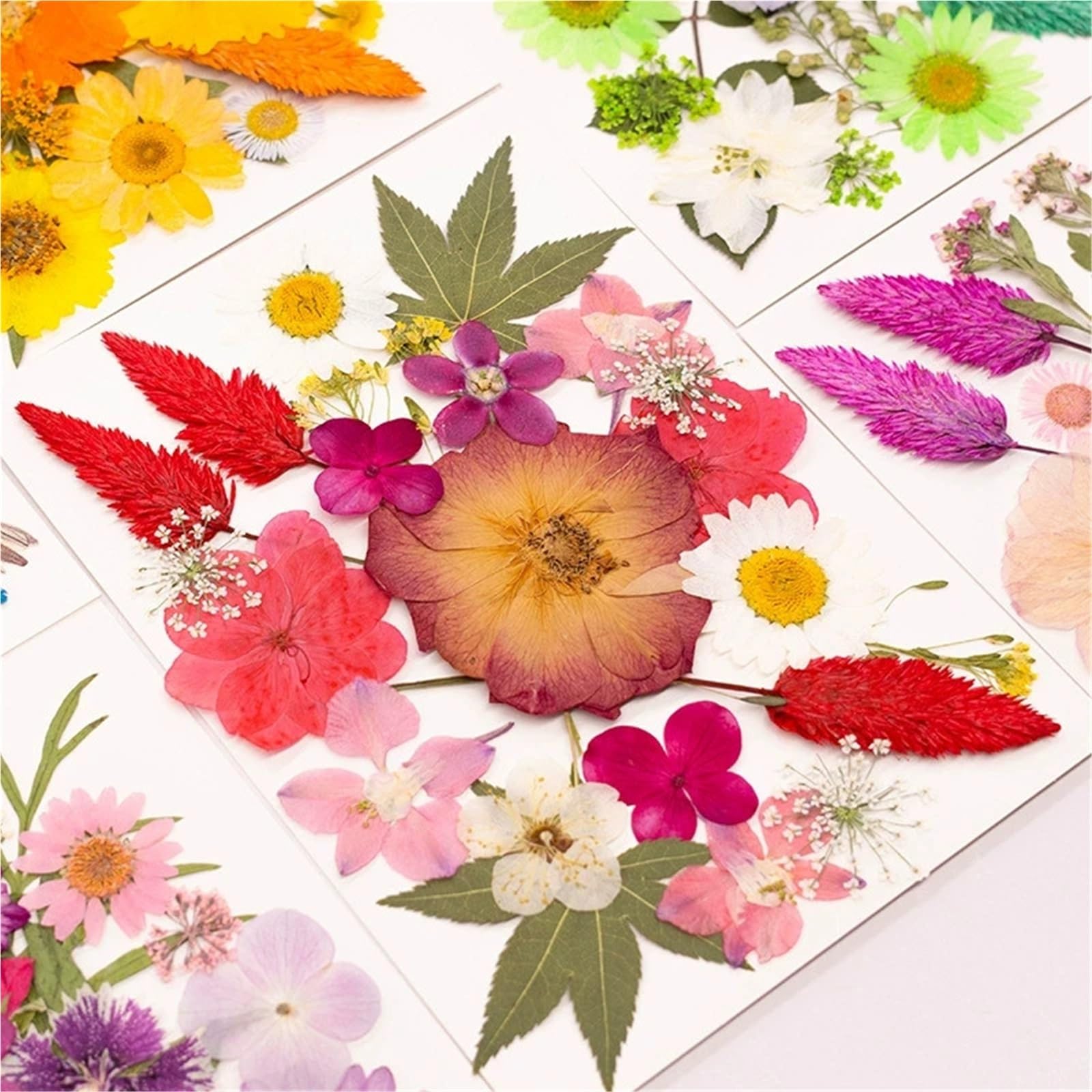 Fiori Pressati ed Essiccati 2 pezzi di fiori pressati misti