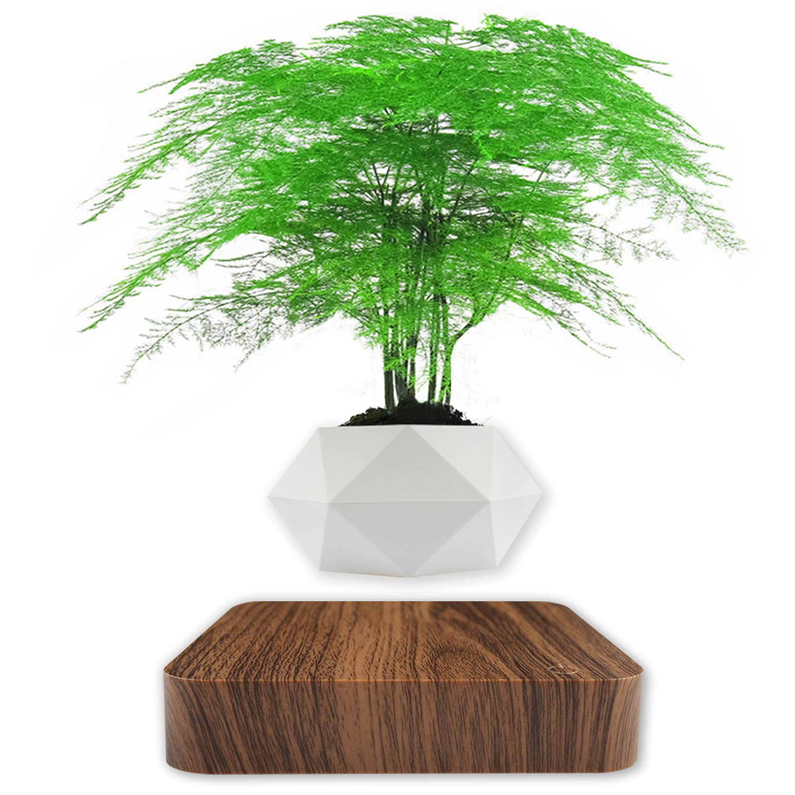 Buy Levitating Air Bonsai Levitation Suspension Floating