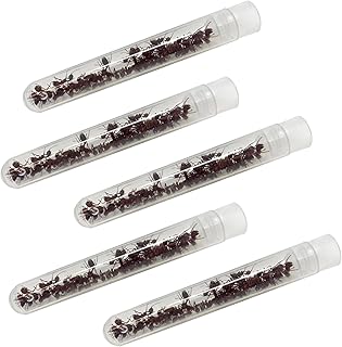 Insect Lore 125 Western Harvester Ants - Grown in USA