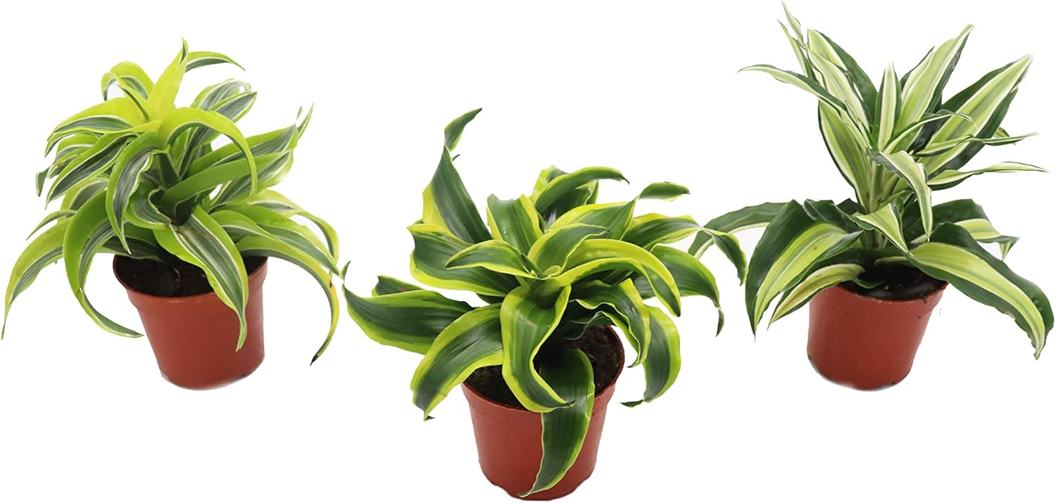 Dracaena Combo - 4'' from California Tropicals
