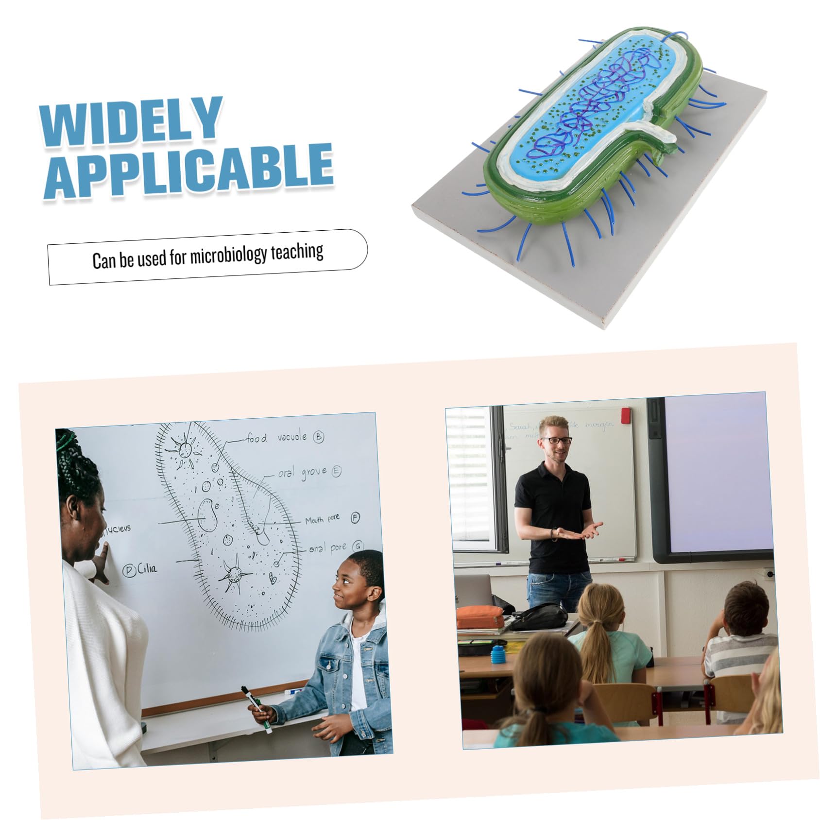 Modelli Didattici di Microbiologia in Pvc per Studenti Struttura Realistica e Design Estetico, Sussidi Didattici per L'insegnamento e Divulgazione Scientifica