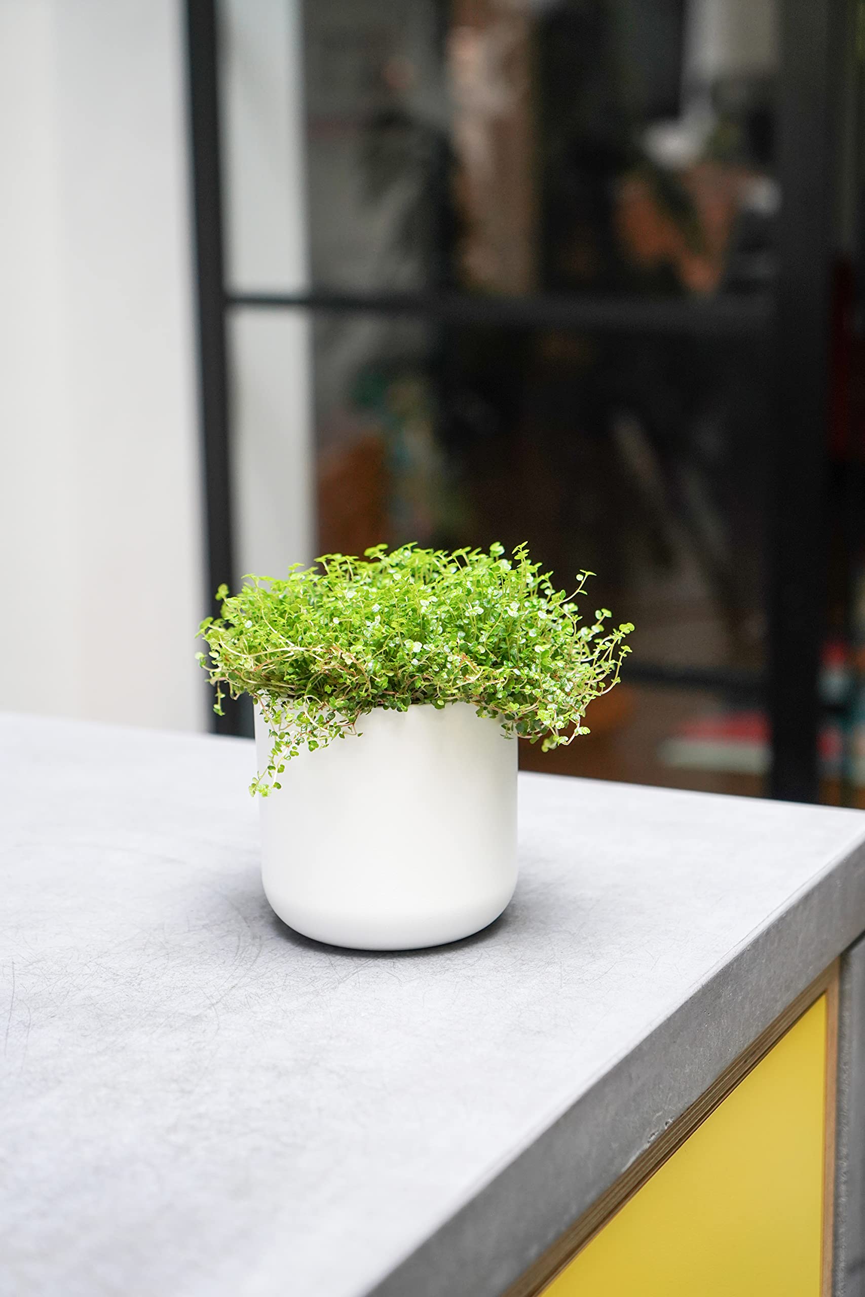 Ivyline White Lisbon Planter H11.5cm D11.5cm
