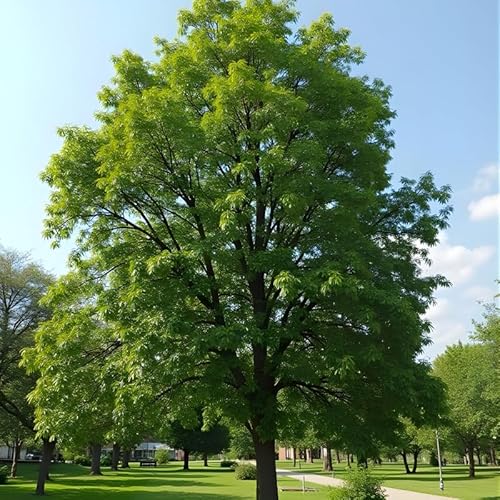 5 Live Siberian Elm Trees 6-12 Inc | Fast-Growing Elm Tree for Privacy Screens, Boundary Rows & Garden Landscaping | Easy to Grow