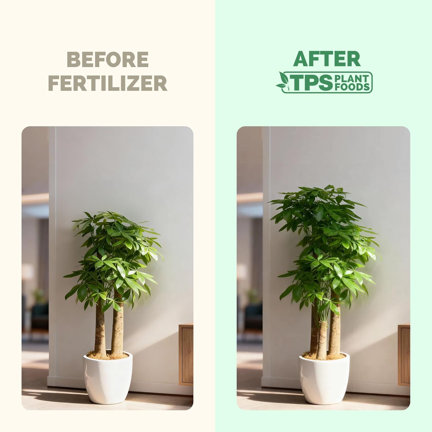 Money Tree Fertilizer for Money Trees and All Pachira Plants, Liquid Plant Food 8 oz (250mL) - Image 3