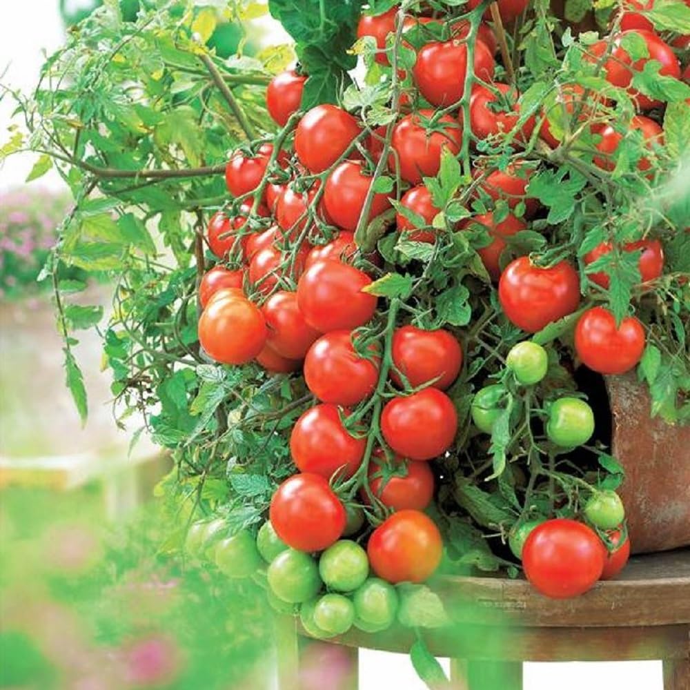 JIGNISHASEEDS Cherry Tomato Organic Summer Vegetable Seeds For Home Garden-Pack Of 50 Seeds (B0BGC7XBZV) Amazon Price History, Amazon Price Tracker