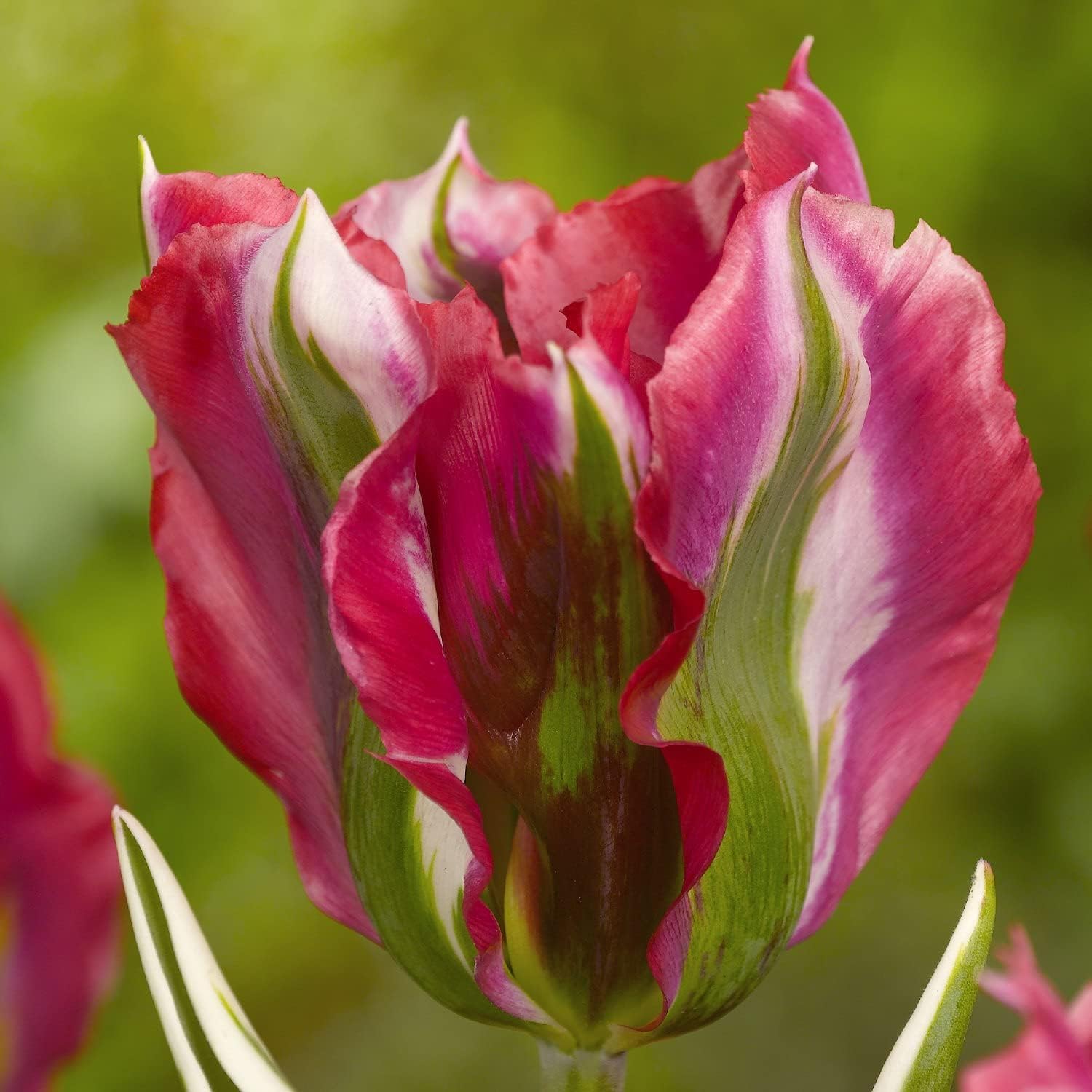 Mélange De 25 Bulbes De Tulipes Perroquet De Hollande - 20 Variétés Et Couleurs, Rustiques Et Vivaces Pour Jardin, Pots Et Balcon