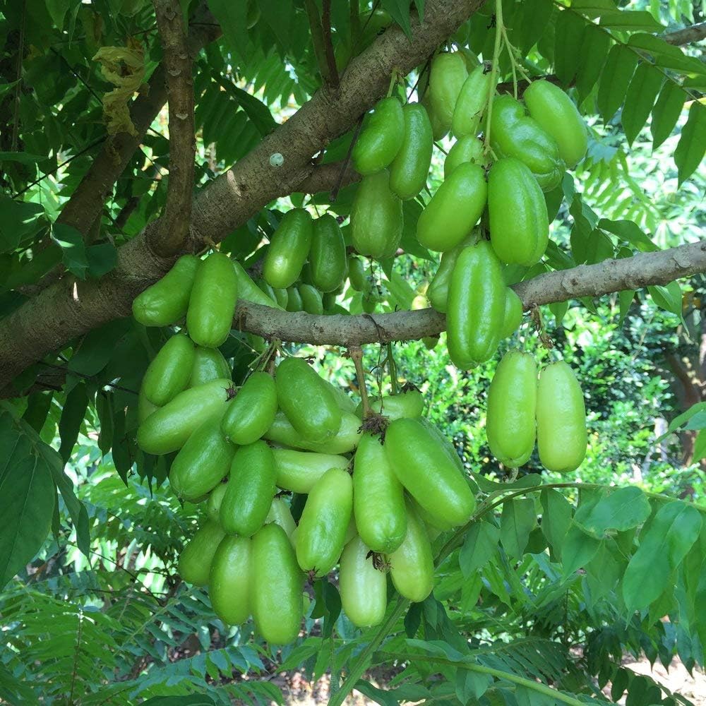 Rare Averrhoa Bilimbi Bilimbi,Cucumber Tree 1 Healthy Seedling Live Plant