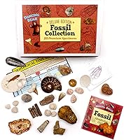 Vista 2 de DANCING BEAR Fossil Collection Set, 20 especímenes premium reales: trilobite, amonita, fósil de pez, diente de tiburón, madera petrificada, hueso