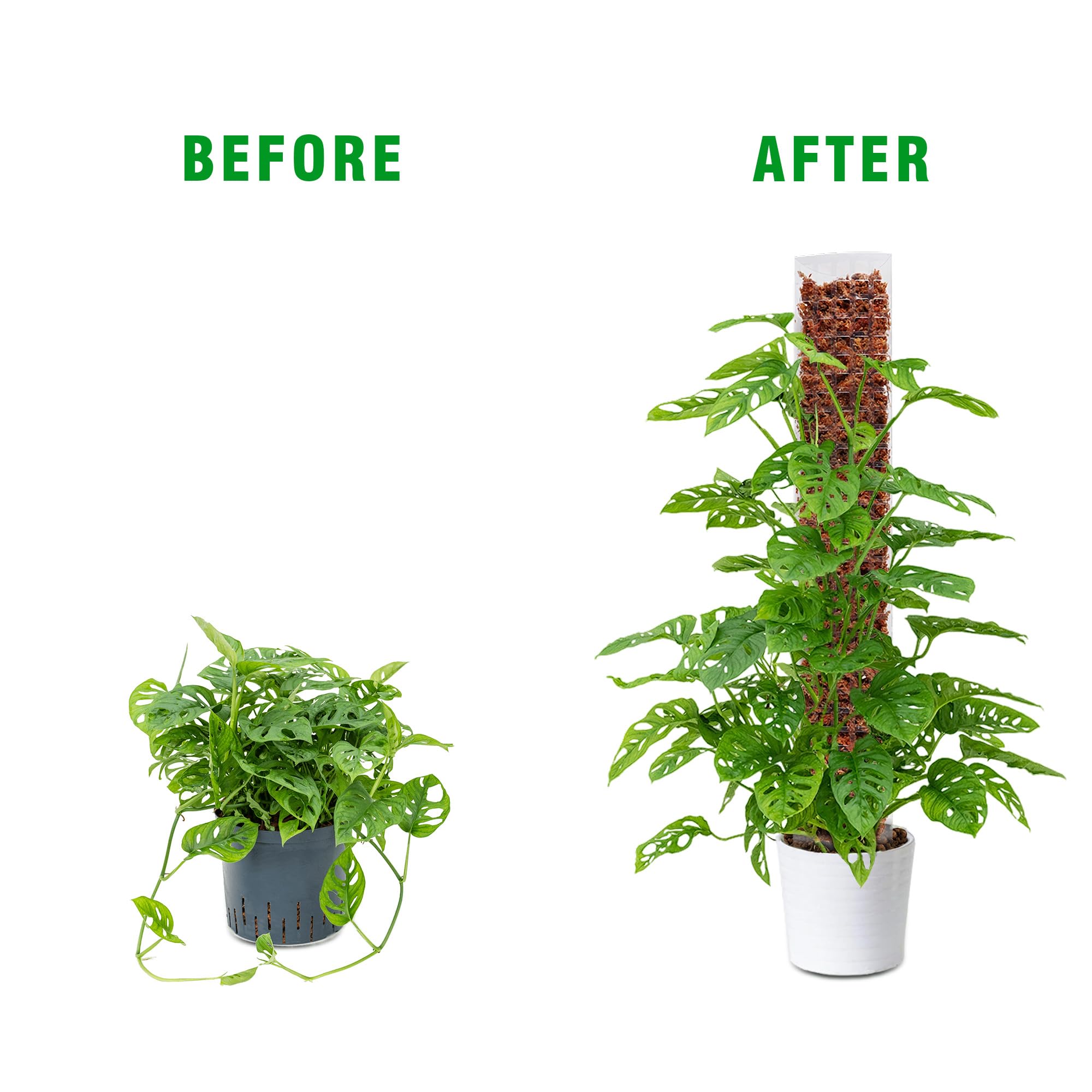Bonviee Lot de 4 bâtons de mousse en plastique de 38,1 cm pour plantes grimpantes et monstera – Empilables jusqu'à 152,4 cm, comprend de la mousse de sphaigne et des attaches de jardin pour support de