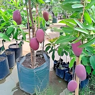 SEILOZBUNIA Testy & Sweet Delicious ''Purple Miyazaki Mango Fruit'' Tree Grafted Plant || For Home Garden fruit Plant tree. Price In India