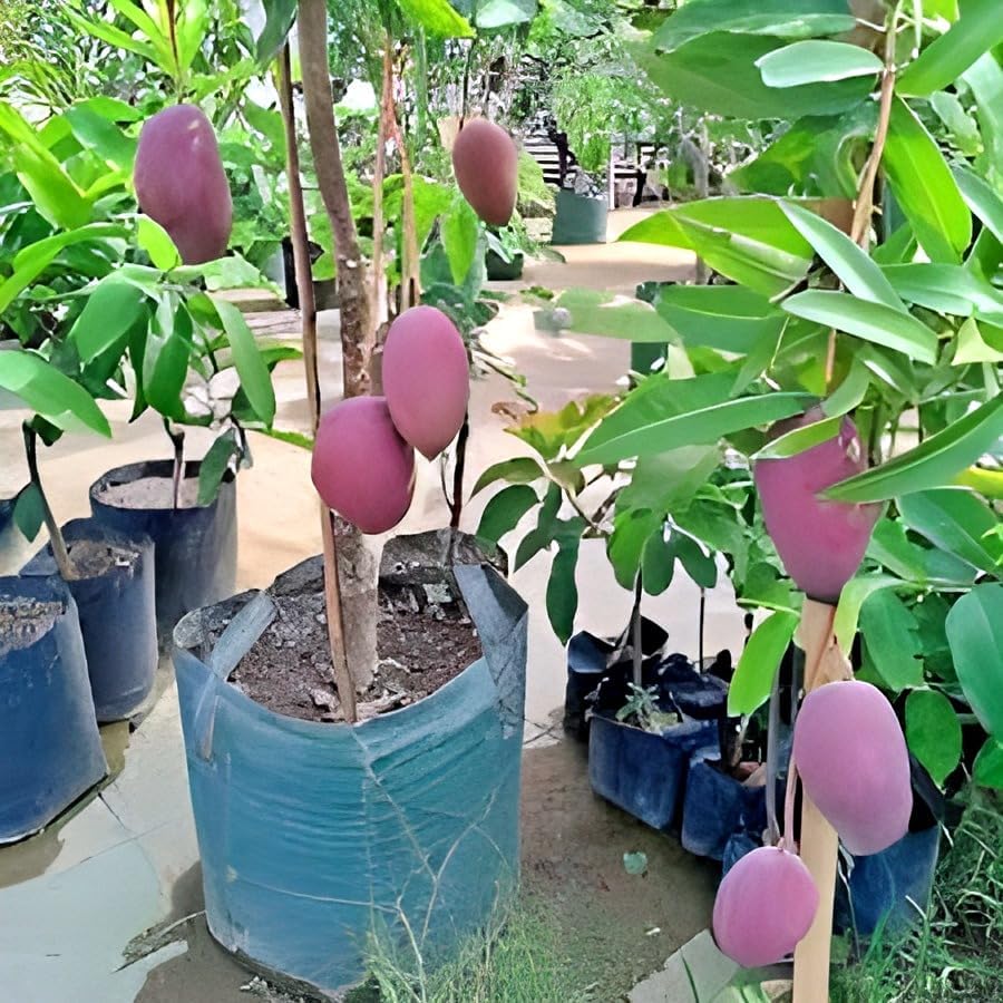 SEILOZBUNIA Testy & Sweet Delicious ''Purple Miyazaki Mango Fruit'' Tree Grafted Plant || For Home Garden fruit Plant tree.
