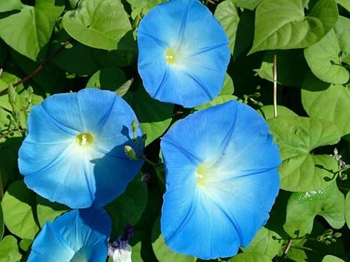 Miniatura 3 de Más de 80 flores azules de la gloria de la mañana semillas de vid trepadora Ipomoea jardín de flores anual