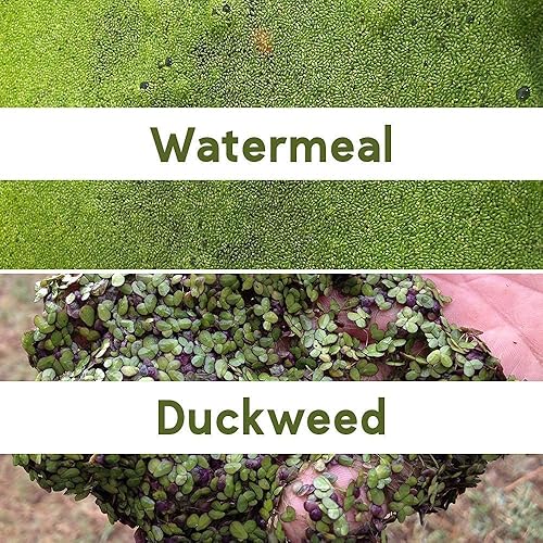 Miniatura 3 de Crystal Blue Tsunami DQ Herbicida acuático Cuarto de galón y Plex Mate Surfactante para herbicidas 8 onzas