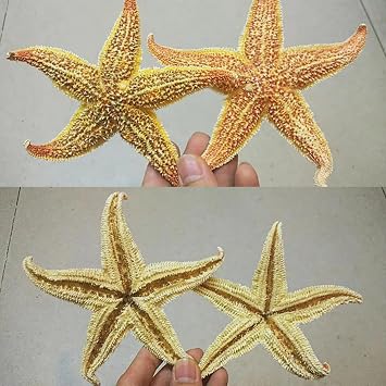Sea Shells for Décor,2Pcs 10-16cm Dried Starfish Sea Star Beach Craft Natural Shell Conch Wall Sticker Floor Wedding Party Home Decoration