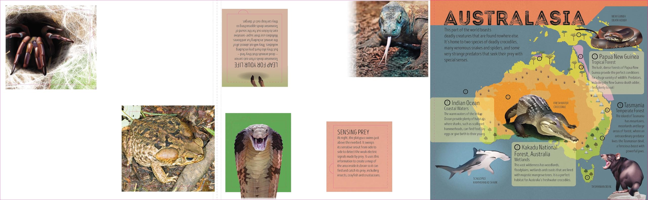 Deadly Animal Atlas -anglais-: Amazing Facts, Fold Out Maps & Lift the Flaps | Meet Snakes, Sharks, Tigers, Jellyfish & More | Packed with Beautiful Illustrations