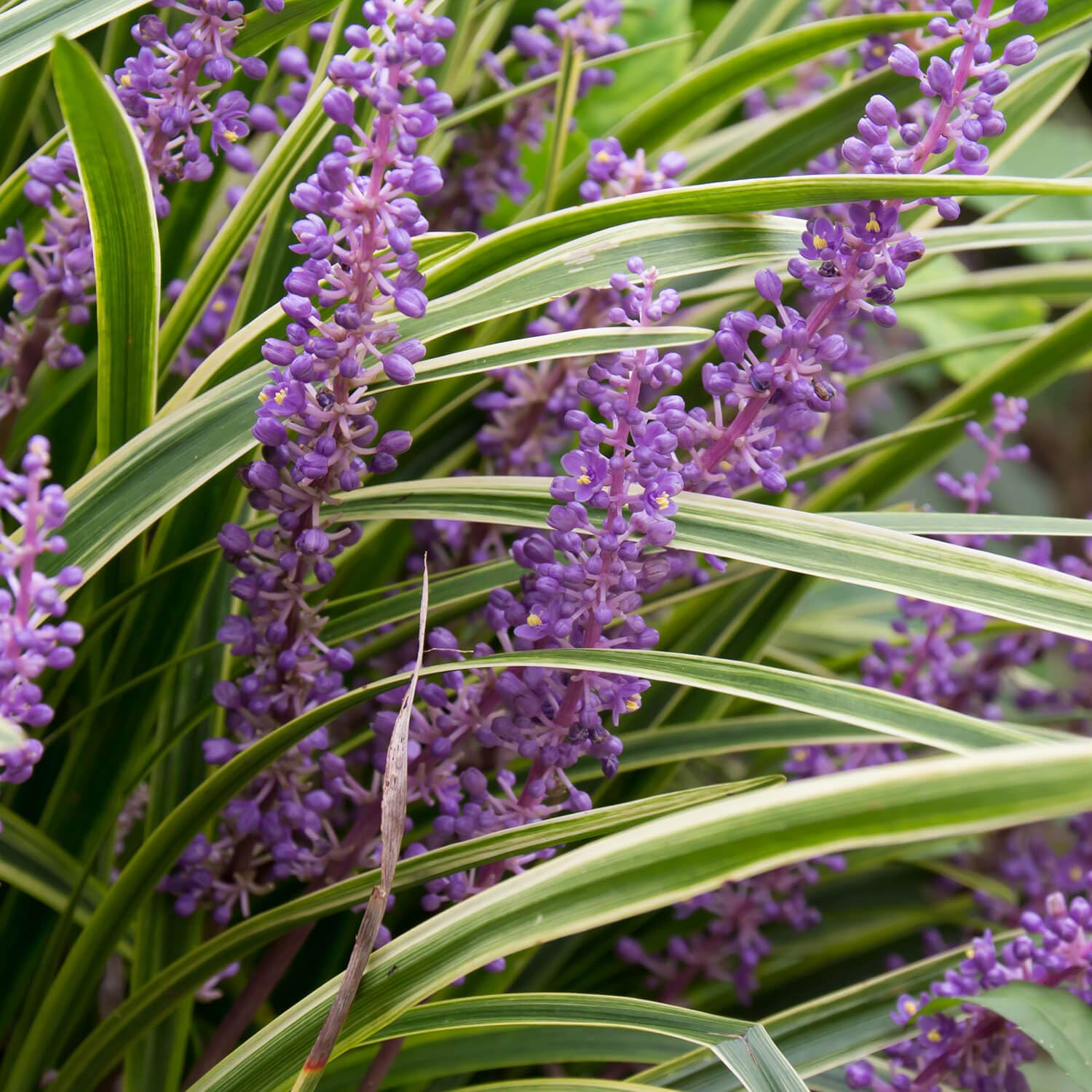 Amazon.com : Variegated Liriope 'Lily Turf' (2.5 Quart) Semi-Evergreen to  Evergreen Groundcover Perennial - Full Sun to Part Sun Live Outdoor Plant :  Patio, Lawn & Garden