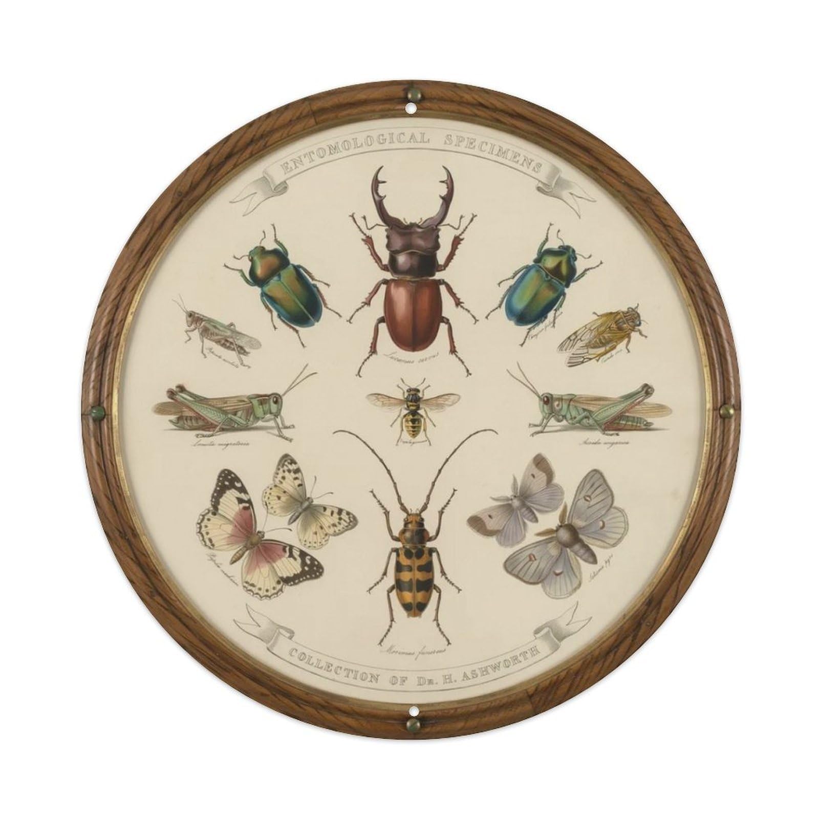 Vintage Beetle Insect Metal Tin Sign Plaque