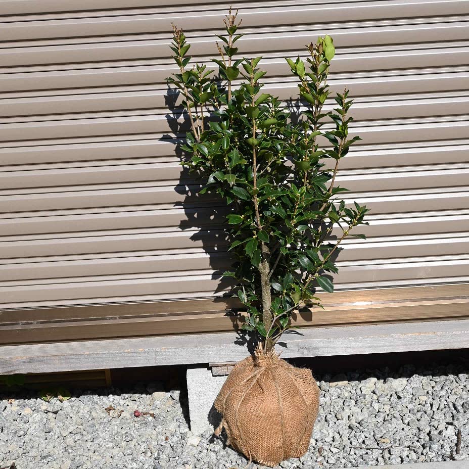 Amazon.co.jp: オニヒイラギ苗 オニ柊寝巻苗 : DIY・工具・ガーデン