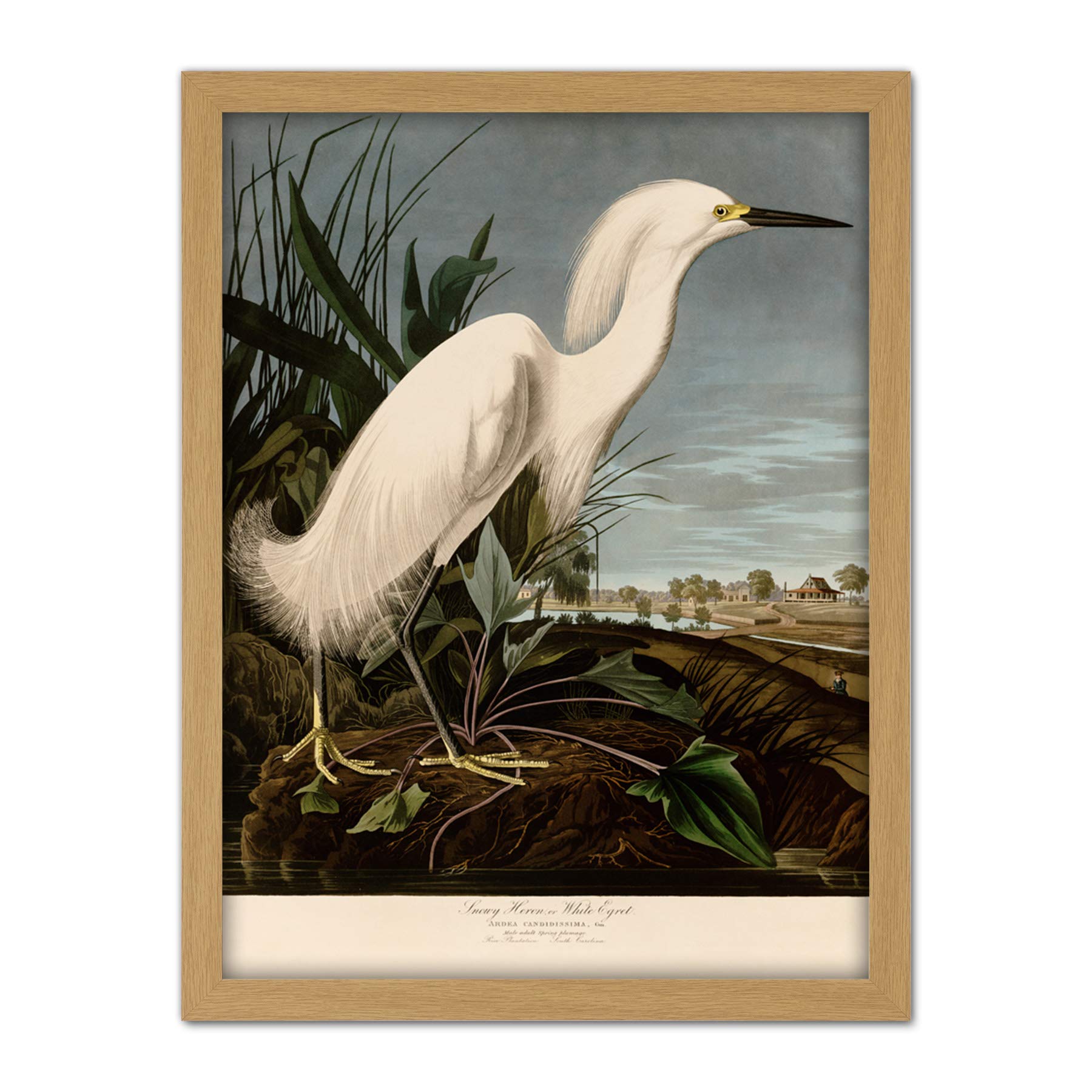 Artery8 Audubon Birds Snowy Heron Painting Artwork Framed Wall Art Print 18X24 Inch
