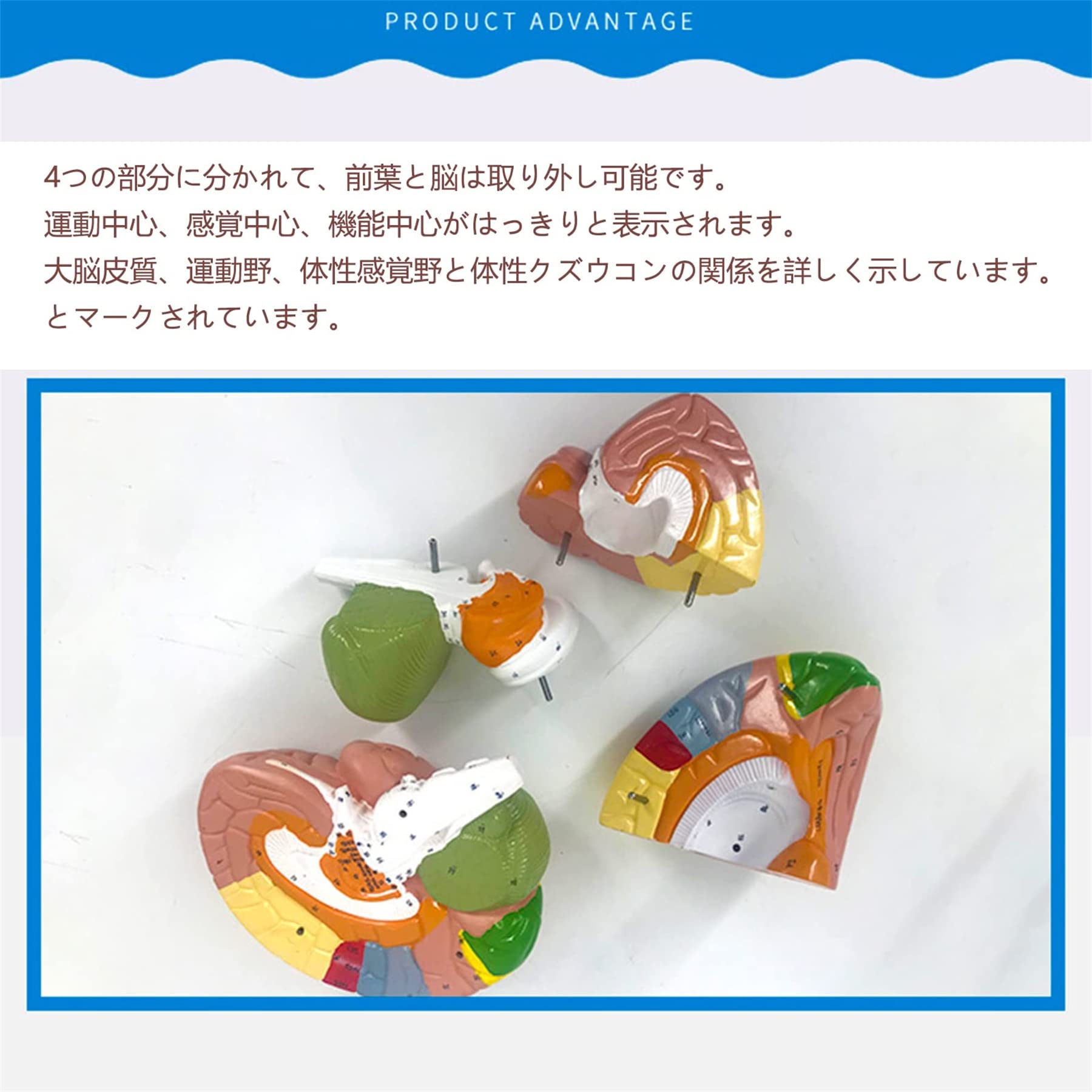 脳血管模型（脳血管模型を作れない必要な人のために）教育用 脳血管模型キット | 株式会社メデタ