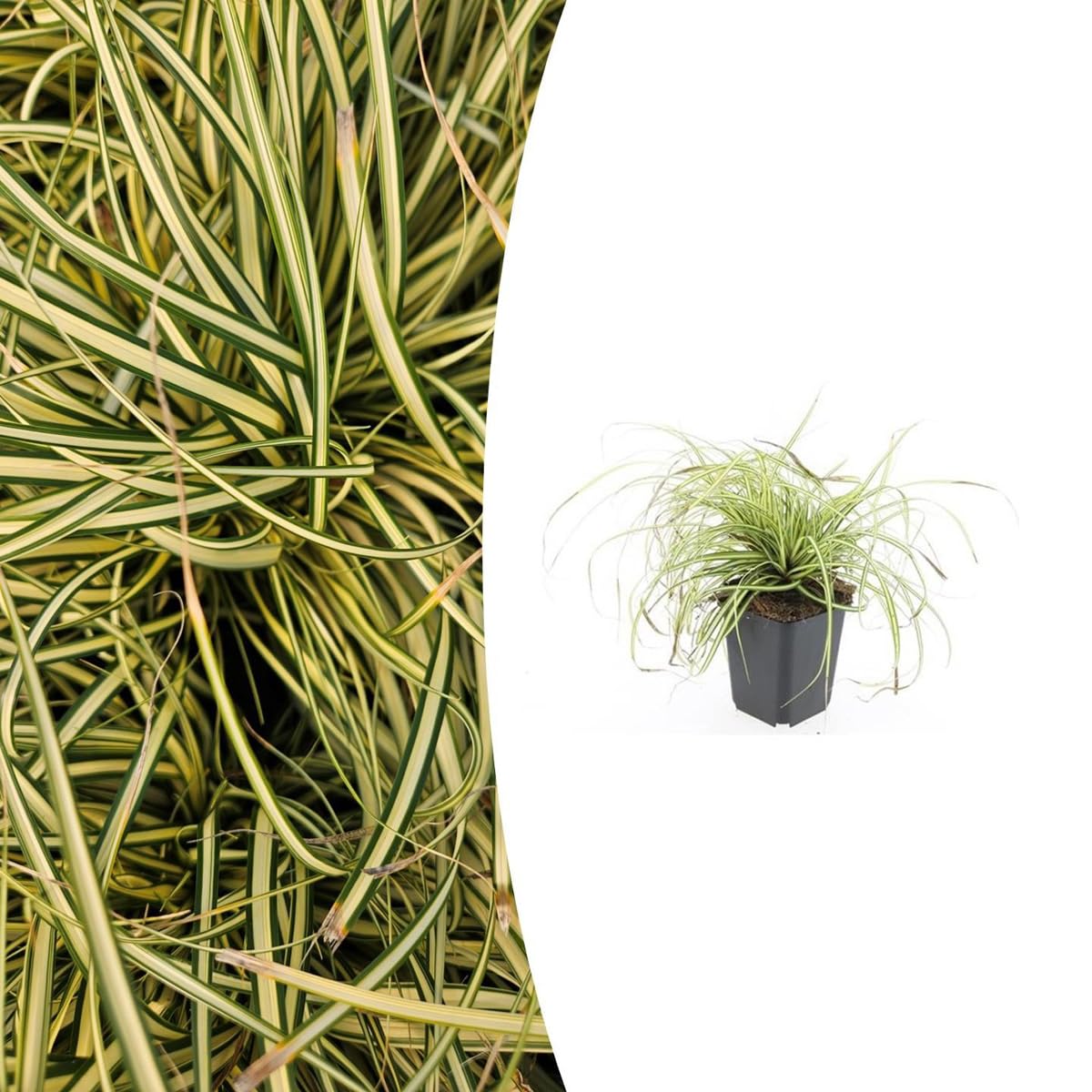 Carex oshim. 'Evergold' | 48 pezzi - 10-25cm - Ø9cm - Pianta da giardino