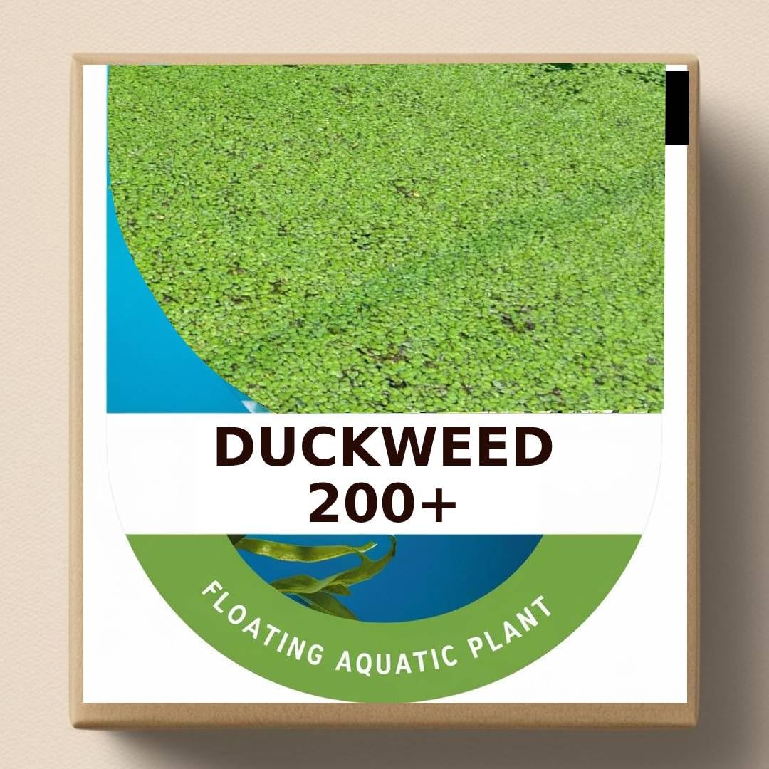 Duckweed Aquarium Plants | 200+ Live Floating Water Plants for Aquarium Tank | Duckweed Aquatic Plant Seeds for Fish Tank, Pond - Natural Water Filtration LEMNA MINOR