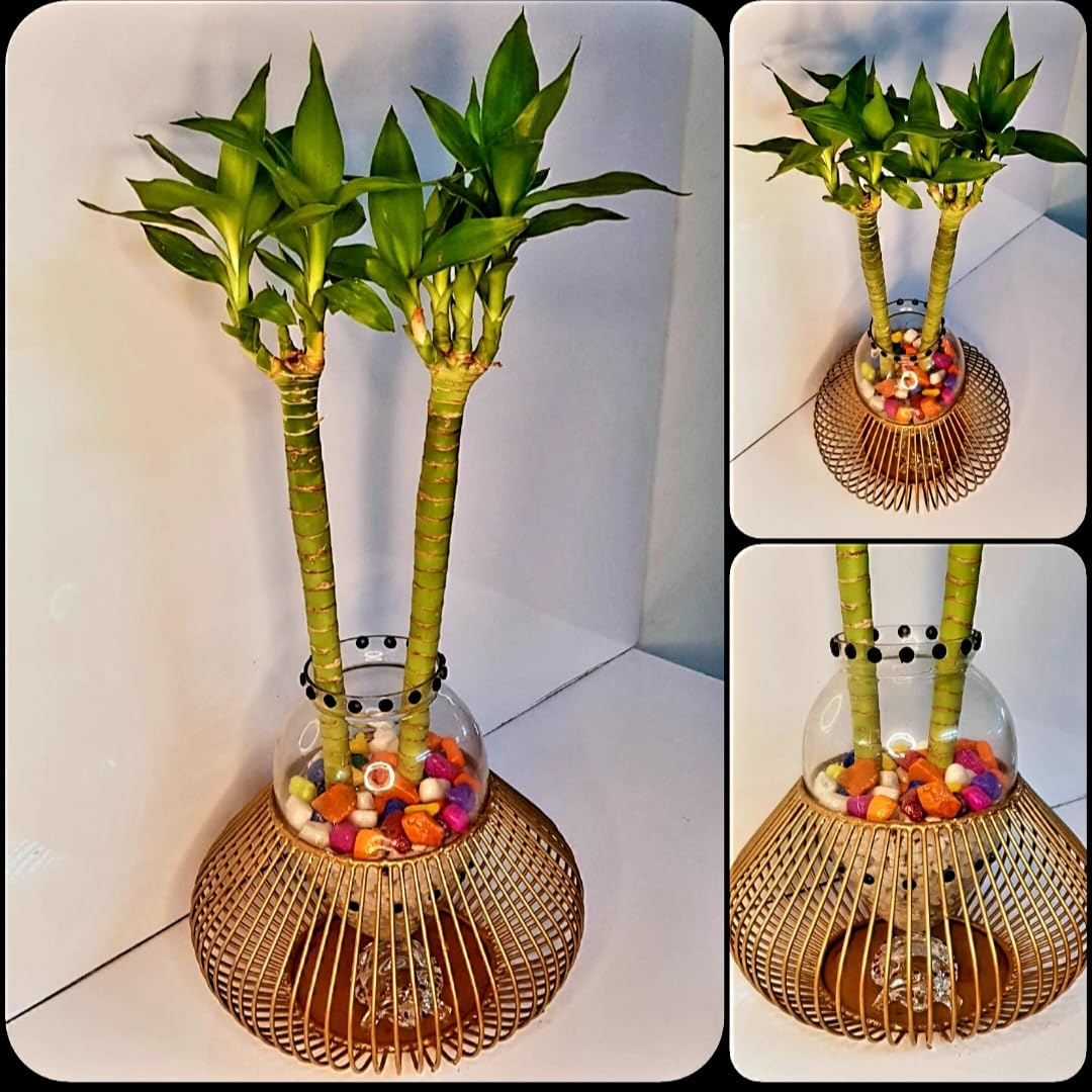R.R.V. INTERNATIONAL Lotus Bamboo Plant with Transparent Glass Vase & Metal Base | Home D�cor Live Plant for Living Room (Golden) (B0BS9HJB9S) Amazon Price History, Amazon Price Tracker
