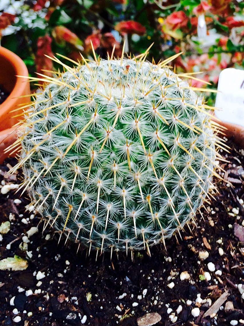 See full amazon price history chart for DREAM NURSERY-Mammillaria Flowering Cactus Live Plant (Rare) Size 2 inches Blooming Size. (MAMMILARIA ELONGATA) DREAM NURSERY-Mammillaria Flowering Cactus Live Plant (Rare) Size 2 inches Blooming Size. (MAMMILARIA ELONGATA) (B09BZV4QTY) Amazon Price History, Amazon Price Tracker