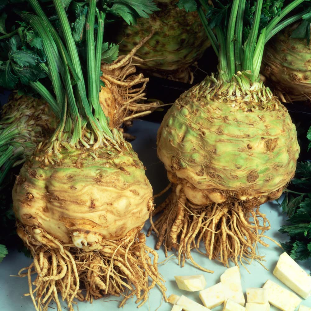 Celeriac 'Brilliant'. Value Plug Plant x 5. White Tasty Flesh. Grow Your own Veg Plants. Available from Bedwen Plants