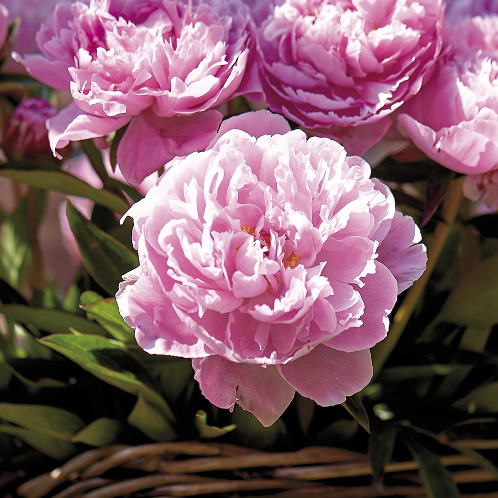 Van Zyverden Sarah Bernhardt Peonies