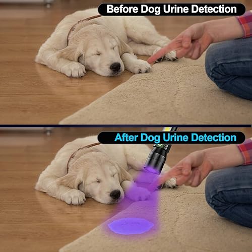 Miniatura 8 de Linterna UV de luz negra, paquete de 2 linternas recargables 3 en 1 súper brillantes pequeñas 1200 lúmenes altos, linterna LED magnética